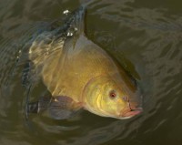 /album/rybolov-my-life-style/a922823-461802533914494-1230450308-n-jpg/